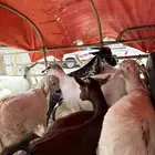 تيوس وخرفان