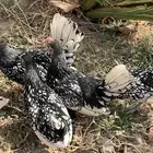 دجاج سبرايت شبابي