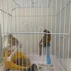 كناري بسكوتي السعر 350 ذكره أنثى