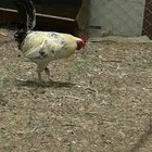 ديك ودجاجه للبيع