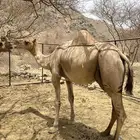 ابل نياق للبيع
