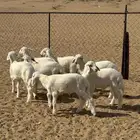 بهم تربية حري شعرة بيضاء عدد 7 بهم مراح مانزل السوق