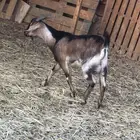 تيس جنوبي البيع العمر جذع