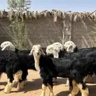 للبيع رخال نجد