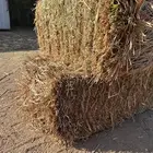 ذرة جيزانيه ناعمه   برسيم صافي ورق