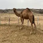 قعدان