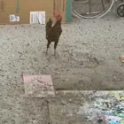 للبيع دياكه