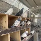 حمام باكستاني