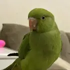 ببغاء دره هندي هدد (معه قفص)