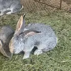 ذكر وانثى وثلاث فروخ شنشلا عملق