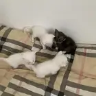 قطط للبيع