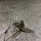 بأشق