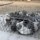 فروخ حمام بلدي