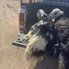 نجد فاخر ذبايح