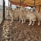 رخال حريات صنف مشروع تاسيس