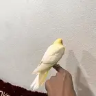 كروان نهاية غر