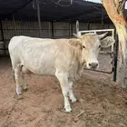 بقرة المانية بيور بكر