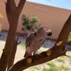 كاسكو سنه وست اشهر