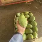 مانجو جازان من المزرعة لباب بيتك