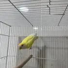 ذكر اينو للبيع