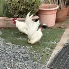 ديك جابنيز