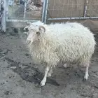 ثنيه جورجي
