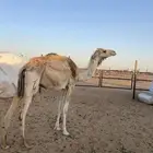 بكره لقحه على سياف