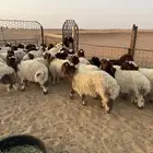 بهم نعيم فاخر مراح خروف صافي مغلق