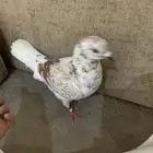 حمام للبيع