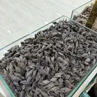 عود تايقر جملة