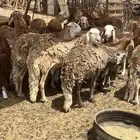 سواكني تربيه اربع شهور حمري