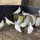 البيع حمام فرانسي لون ابيض