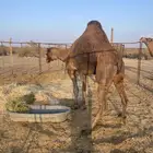 جمل احمر ادهم