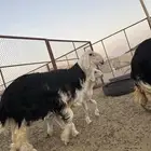 طلي نجدي للبيع