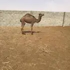 قعود مفرد كفووو حليب امها الموقع في الجله