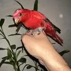 فروخ لوري رد (طافي احجام تب التب)هدد قريب