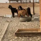 تيوس وجفره عوارض