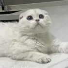 للبيع قطه سكوتش فولد