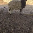 رخل جذعه