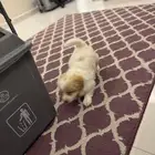 الخبر