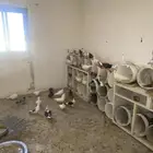 حمام للبيع