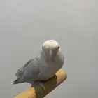 روز أثنى اليفه