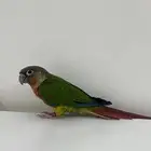 كنيور يلو سايد