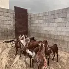 خبيش وشح دهم