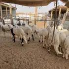 سواكن مرابي