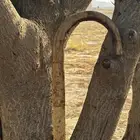 عصى تراثيه