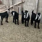 تيوس عوارض طيبات