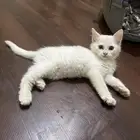 قطه صغيره العمر 6 شهور