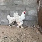 دجاج براهما