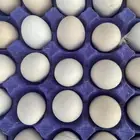 بيض دجاج بلدي